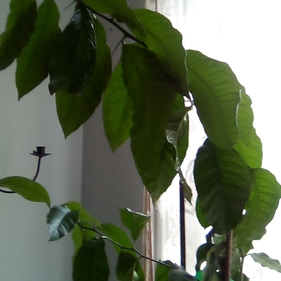 Big Time Boho to SoHo and Way Beyond New EUC - Picture 4 of 14